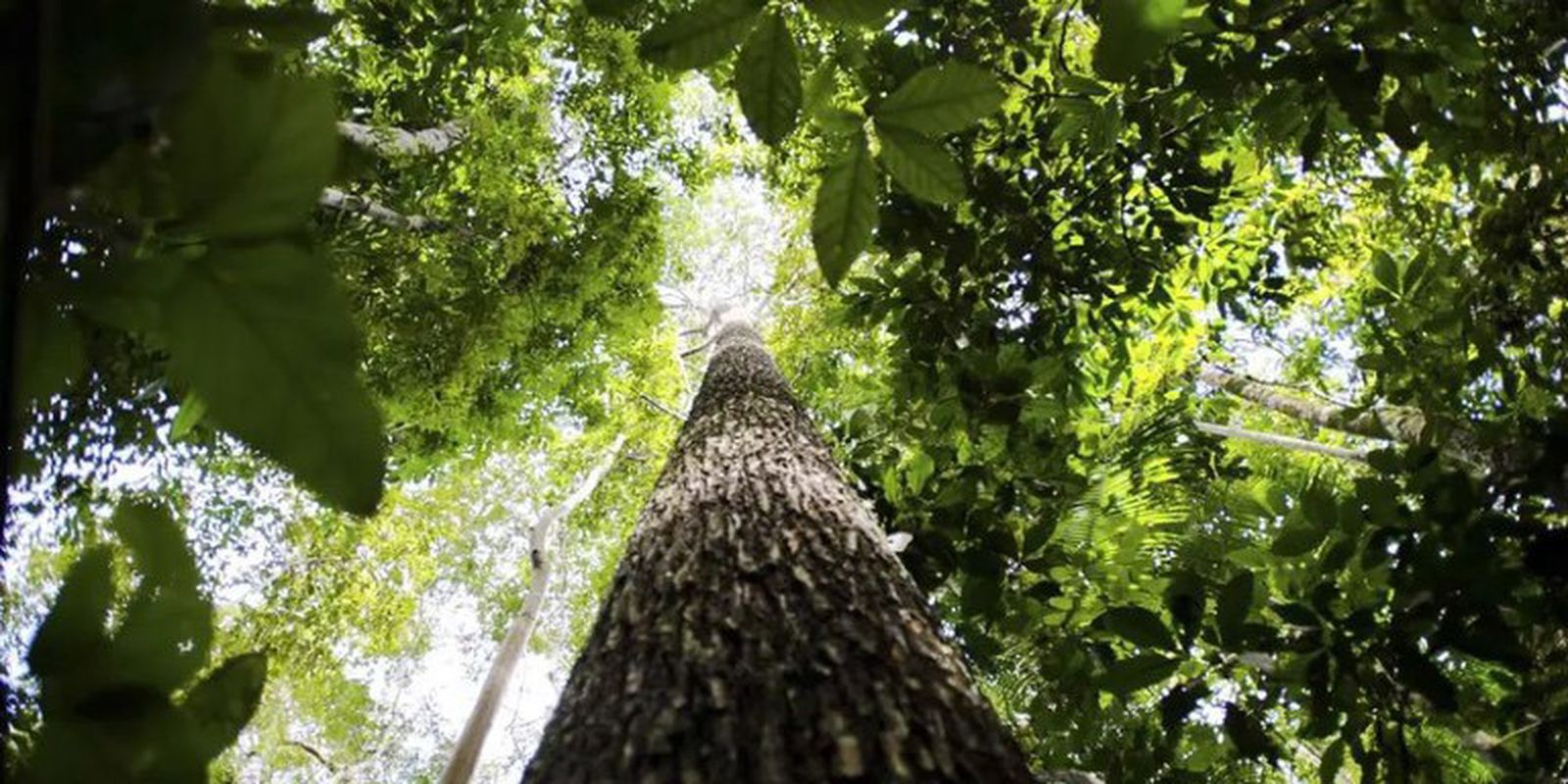 OTCA anuncia fundo de US$ 125 bi para florestas com repasse direto a indígenas