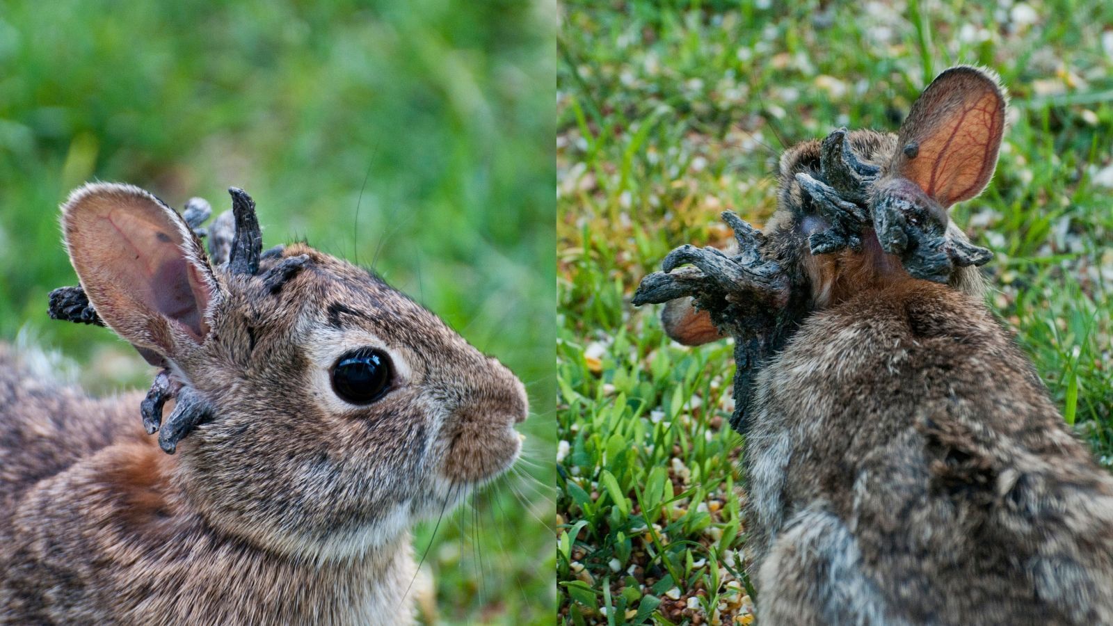 Influenciador Hytalo Santos e marido são presos em São Paulo
