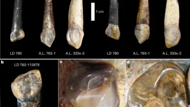 Influenciador Hytalo Santos e marido são presos em São Paulo