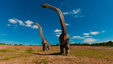 Vídeo: Mulher é presa nua em praia de SP após confessar ter matado o pai