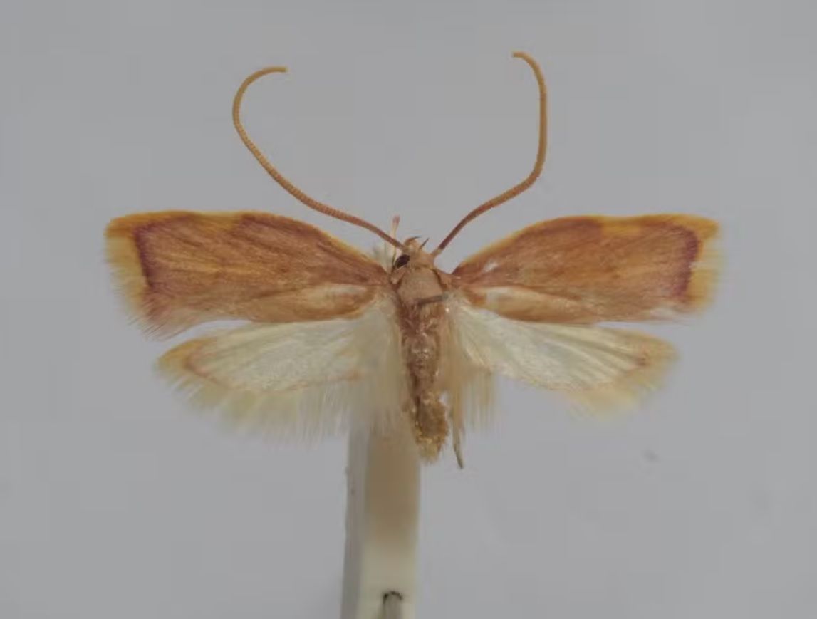 Influenciador Hytalo Santos e marido são presos em São Paulo