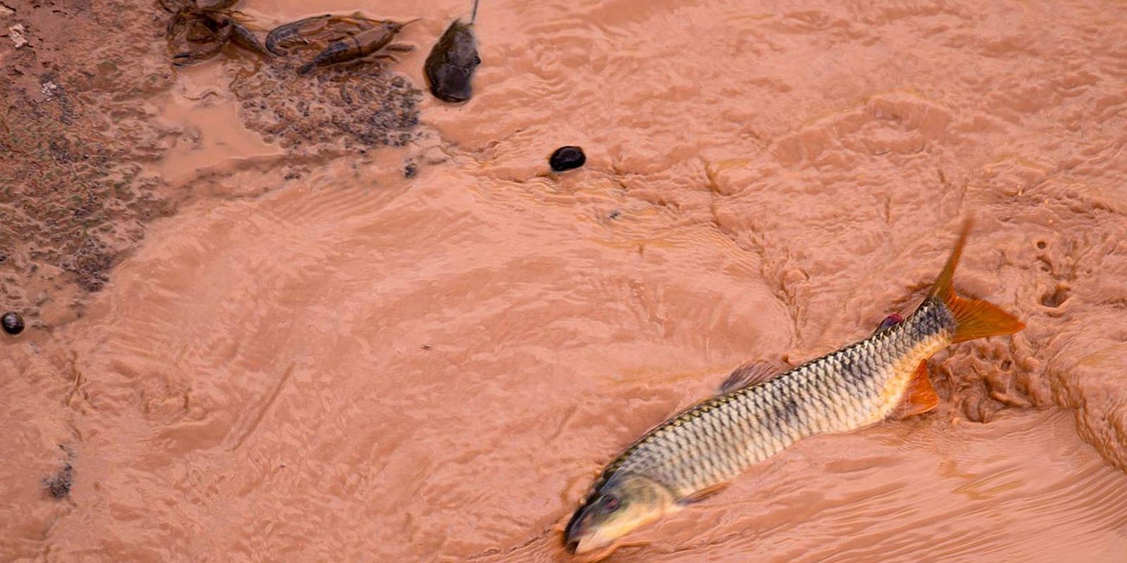 Samarco e Vale são multadas em mais de R$ 1,8 bilhão