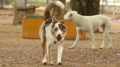 Brasil tem cerca de 30 milhões de animais domésticos abandonados