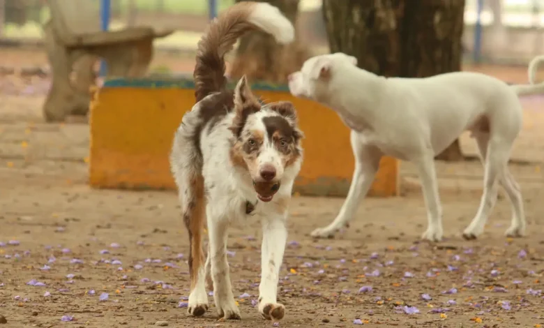 Brasil tem cerca de 30 milhões de animais domésticos abandonados