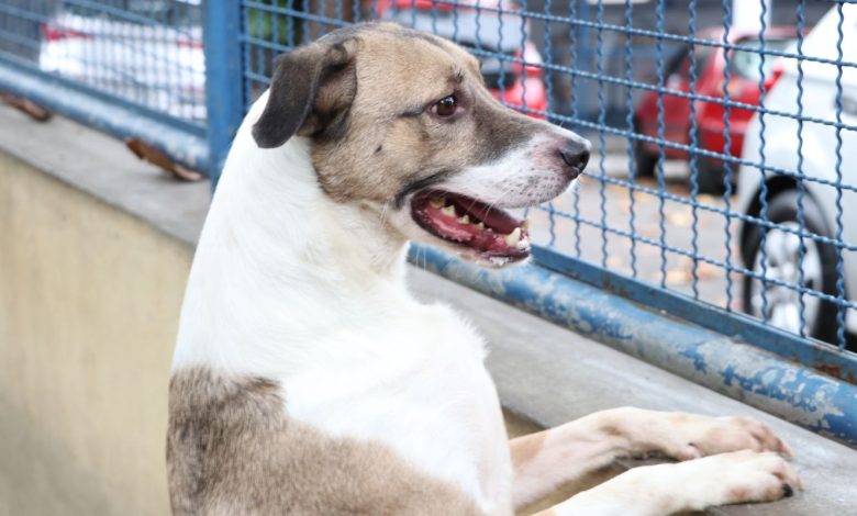 Fogos de artifício acarretam sofrimento físico e risco para animais