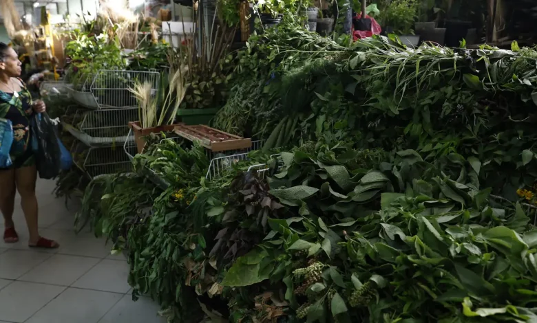 Erveiras se atualizam para atender a novas tradições de religiões afro