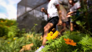 Dia da Educação Ambiental destaca iniciativas de conscientização