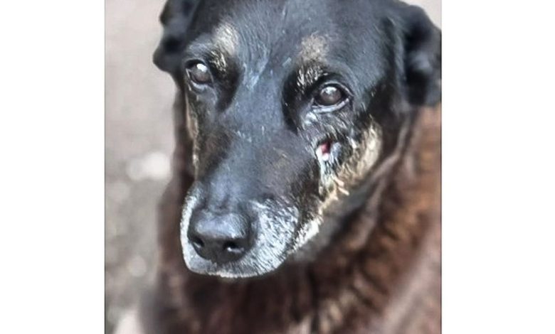 Caso Orelha: o que se sabe sobre até agora sobre a morte do cão em SC