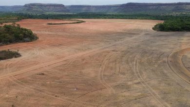 Processadoras de soja deixam acordo sobre desmatamento na Amazônia