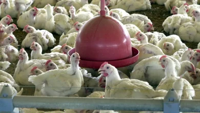 China encerra embargo e libera frango do RS após surto sanitário