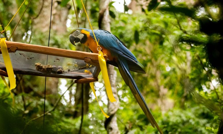 Parque Nacional da Tijuca recebe primeira soltura de araras-canindés