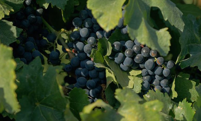 Documentário sobre cultura vinícola no país tem exibição na TV Brasil