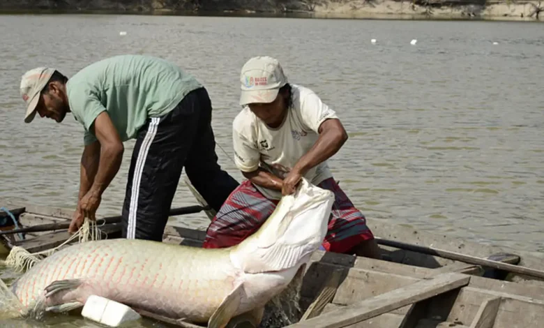 Pesquisa inédita com genoma protege espécies de peixes da Amazônia