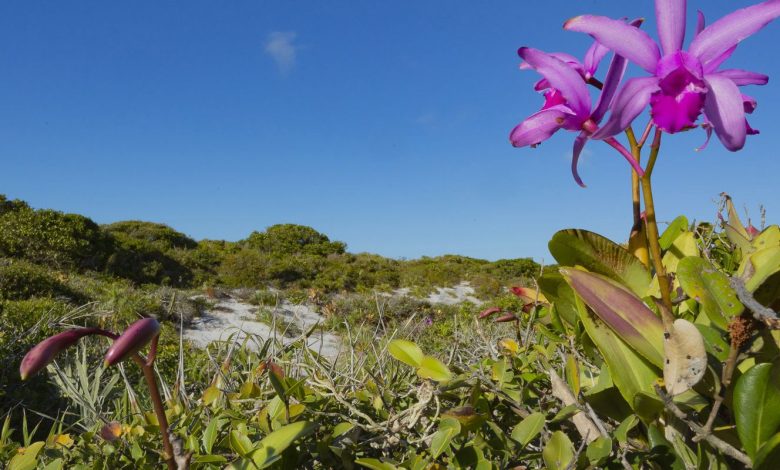 Inpe confirma redução de desmatamento na maioria dos biomas em 2024