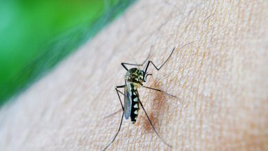 Estado de São Paulo confirma primeira morte por dengue em 2026
