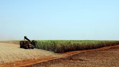 IBGE prevê safra recorde de 346 milhões de toneladas em 2025