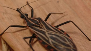 Ananindeua, no Pará, tem surto de casos da doença de Chagas