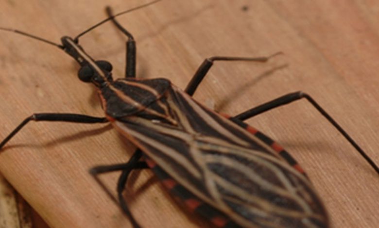 Ananindeua, no Pará, tem surto de casos da doença de Chagas