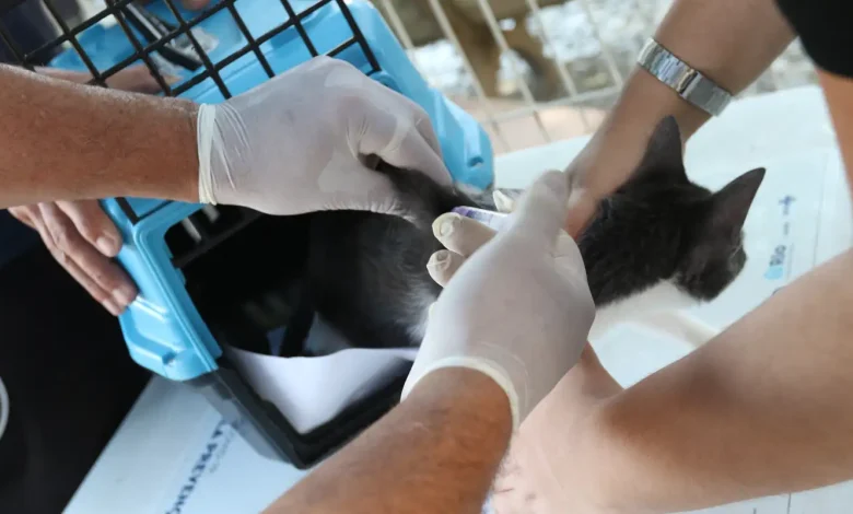 Conselho de Veterinária alerta para doença que afeta gatos