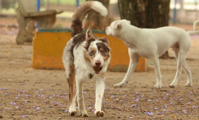 Mais de 300 pets estarão disponíveis para adoção em evento em SP