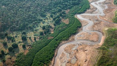Dezesseis projetos concorrem em edital para restauração da Amazônia