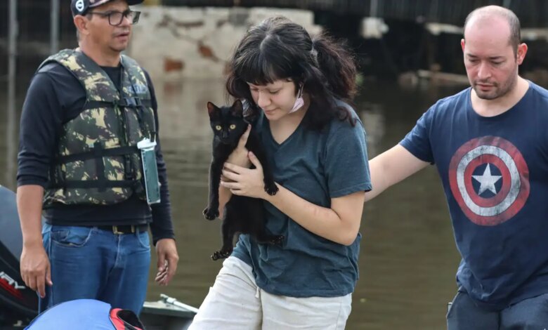 Senado aprova política de proteção a animais resgatados em desastres