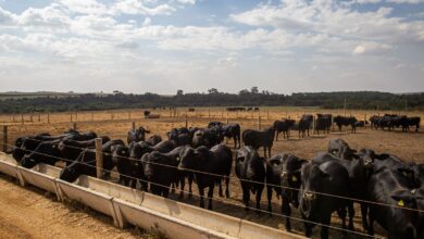Prévia do PIB aponta crescimento de 2,5% da economia brasileira em 2025
