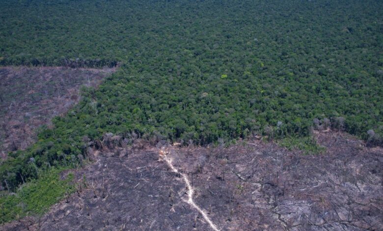 Amazônia Legal: desmatamento prevalece em torno de áreas protegidas