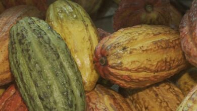 Governo suspende importação de cacau da Costa do Marfim