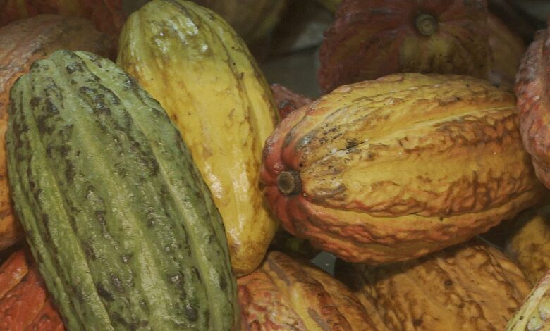 Governo suspende importação de cacau da Costa do Marfim