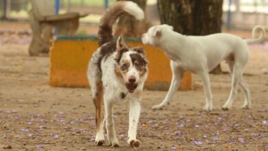 Exposição a multidões no carnaval traz riscos à saúde dos animais