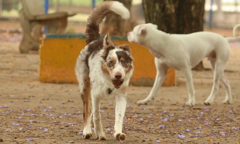Exposição a multidões no carnaval traz riscos à saúde dos animais