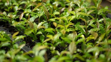 Mata Atlântica: de bioma devastado a exemplo de restauração florestal