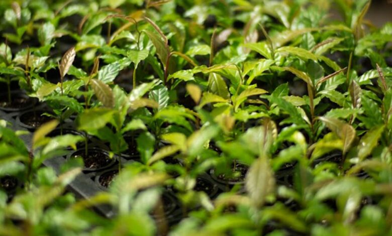 Mata Atlântica: de bioma devastado a exemplo de restauração florestal