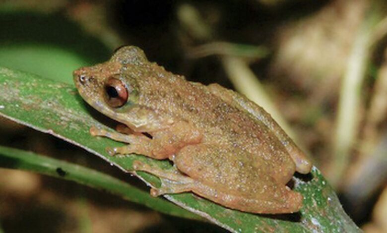 Nova espécie de perereca é descoberta no Cerrado mineiro