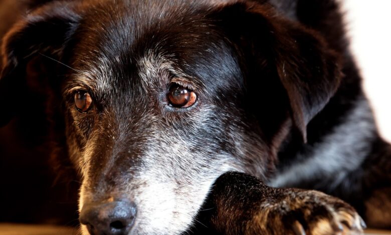 Rio ganha Núcleo de Proteção e Defesa dos Animais