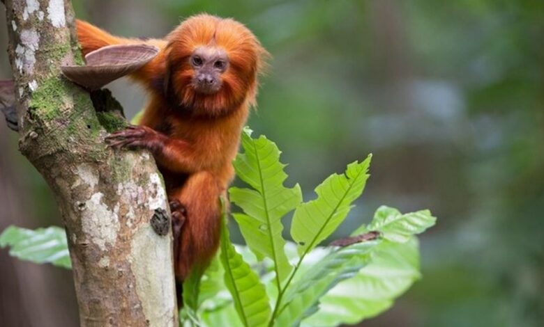 TV Brasil apresenta maratona de série sobre animais em extinção