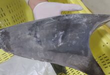 Exportação de barbatana do tubarão-azul é proibida no Brasil