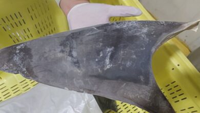 Exportação de barbatana do tubarão-azul é proibida no Brasil