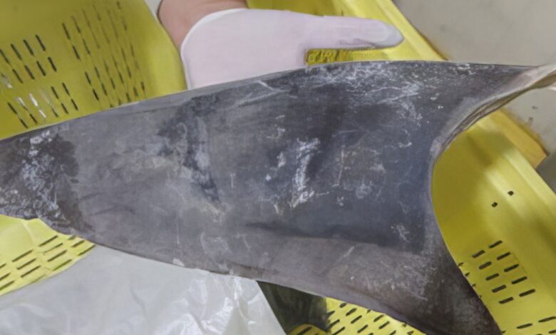 Exportação de barbatana do tubarão-azul é proibida no Brasil