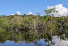 Tesouro muda regras de leilão para projetos sustentáveis