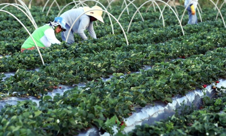 Canal Gov destaca agricultura familiar no novo programa Campo da Gente