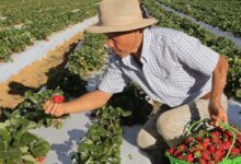 Agricultores com perda de produção começam a receber o Garantia-Safra