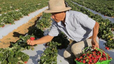 Agricultores com perda de produção começam a receber o Garantia-Safra