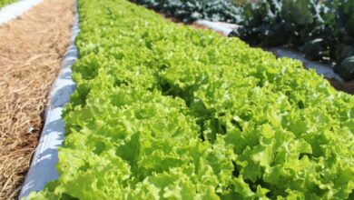 Embrapa inaugura Unidade Mista de Pesquisa e Inovação em Mato Grosso