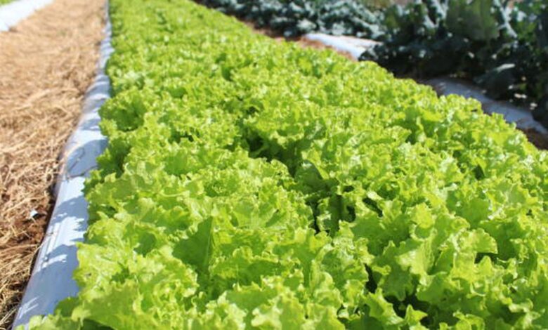 Embrapa inaugura Unidade Mista de Pesquisa e Inovação em Mato Grosso