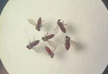 Subnotificados, casos de Oropouche atingem 2% da população brasileira