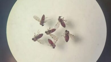 Subnotificados, casos de Oropouche atingem 2% da população brasileira