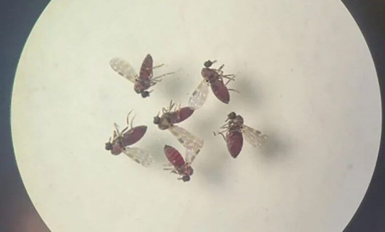 Subnotificados, casos de Oropouche atingem 2% da população brasileira