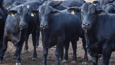 CMN reduz juros de financiamentos a cooperativas rurais pelo Pronaf